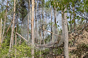 A hurricane in the forest knocked down trees and they fell