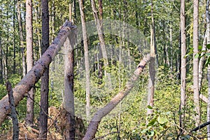 A hurricane in the forest knocked down trees and they fell