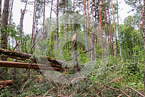 A hurricane in the forest knocked down trees and they fell