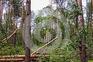 A hurricane in the forest knocked down trees and they fell