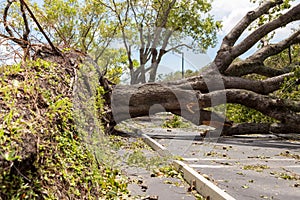 Hurricane Irma downed oak tree