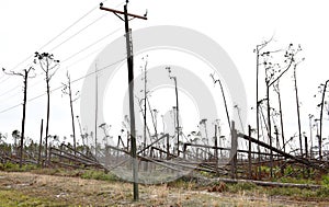 Hurricane Michael Tree Damage #2