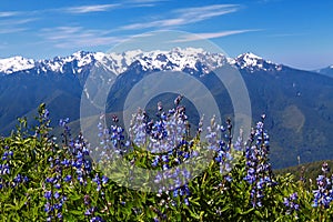 Hurricane Ridge