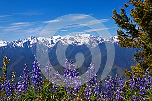 Hurricane Ridge