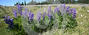 Hurricane ridge in Olympic national park