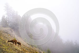 Hurricane Ridge, Olympic National Park