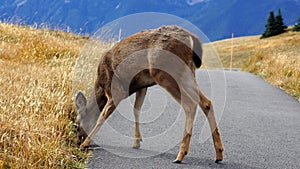 Hurricane Ridge, Olympic National Park, WASHINGTON USA - October 2014: A blacktail deer stops to admire the view of the