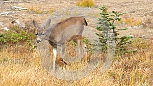 Hurricane Ridge, Olympic National Park, WASHINGTON USA - October 2014: A blacktail deer stops to admire the view of the