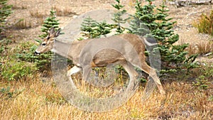 Hurricane Ridge, Olympic National Park, WASHINGTON USA - October 2014: A blacktail deer stops to admire the view of the