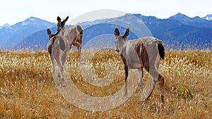 Hurricane Ridge, Olympic National Park, WASHINGTON USA - October 2014: A group of blacktail deer stops to admire the