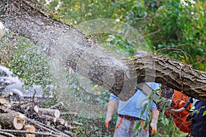 After a hurricane storm damage trees with professional city utilities cutting a tree