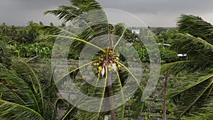 Hurricane or tornado winding and blowing coconut palms tree with dark storm clouds. Rainy season in the tropical