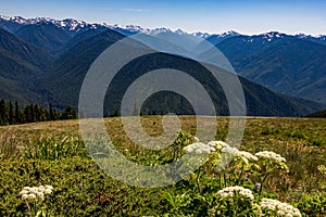 Hurricane Trail on Hurricane Ridge in Olympic National Park