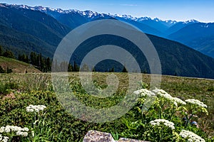 Hurricane Trail on Hurricane Ridge in Olympic National Park