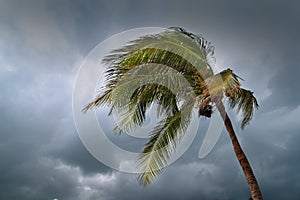 Hurricane tropical storm coconut palm tree leaves