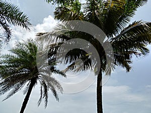 Hurricane tropical storm coconut palm tree leaves.Coconut tree.