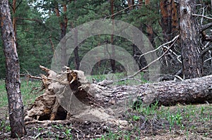 Hurricane uprooted tree in the forest. Fallen big pine