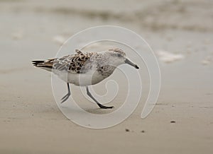 Hurried Sanderling