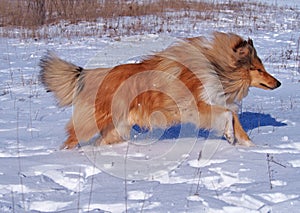 A hurrying collie photo