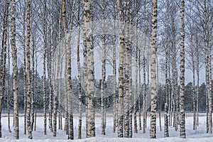 Hurst of birch trees with trees in a row against a blue and gray