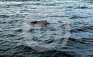Husavik Whales photo