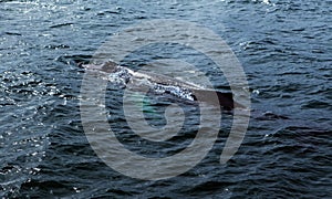 Husavik Whales photo