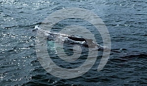 Husavik Whales photo