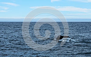 Husavik Whales photo