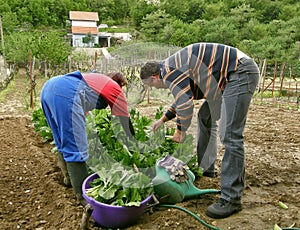 Husband and wife together picking chard