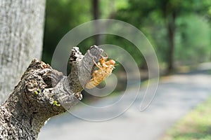 Husk of cicada on tree