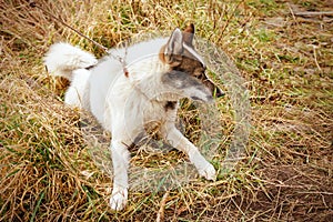 Husk dog. Husky. Dog on the background of grass. The dog is close-up.