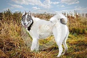 Husk dog. Husky. Dog on the background of grass. The dog is close-up.