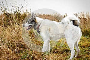 Husk dog. Husky. Dog on the background of grass. The dog is close-up.