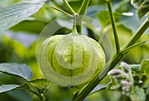 Husk of a Physalis ixocarpa