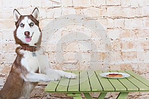 Husk`s dog steals a piece of sausage from the table in secret from the owners.