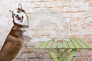 Husk`s dog steals a piece of sausage from the table in secret from the owners.