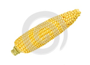 Husked cob of sweet corn, isolated, over white