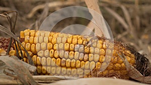 Husked Ear of Corn and Cob