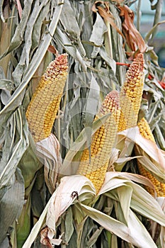 Husked field corn on corn stalks