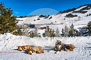 Huskey in a dog sled with ski resort, mountains and forest in background, Andorra