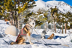 Huskey dogs sitting on the snow, waiting to pull sleigh, Andorra, Pyrenees