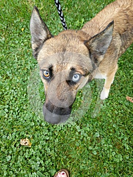 Huskey Shepherd