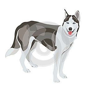 Huskey wolf dog