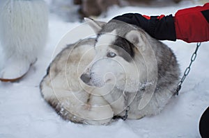 Huski dog outdoor. Man caress a dog. Beautiful pet. Winter season. Dog outdoor in winter. Cold weather.