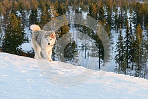 Huski dog on Yamal Peninsula