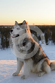 Huski dog on Yamal Peninsula