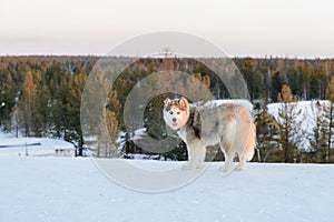 Huski dog on Yamal Peninsula