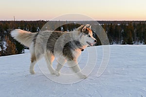 Huski dog on Yamal Peninsula