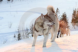 Huski dog on Yamal Peninsula