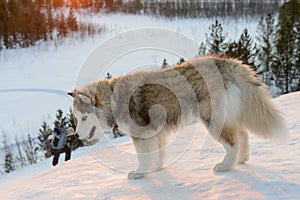 Huski dog on Yamal Peninsula